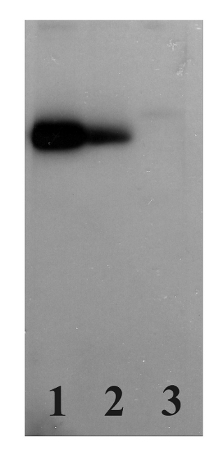 western blot using anti-PGRL1 antibodies